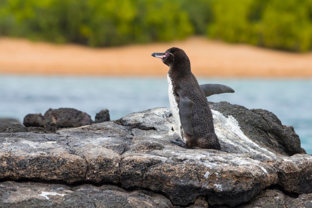 Galapagos Penguin at Bartolome Island