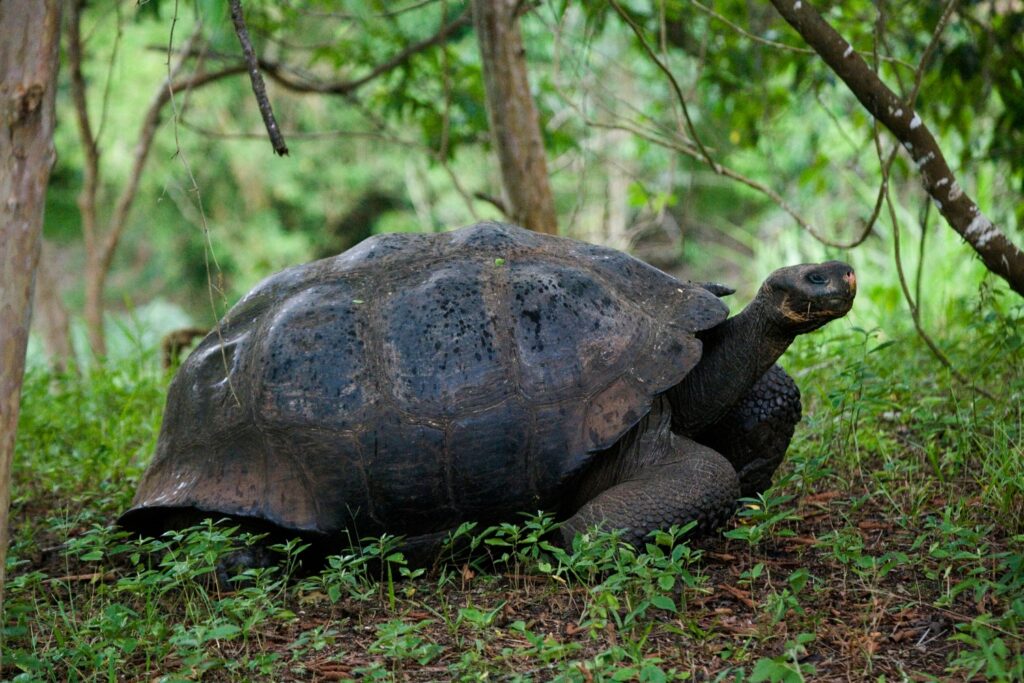 Giant Tortoises in Galapagos
