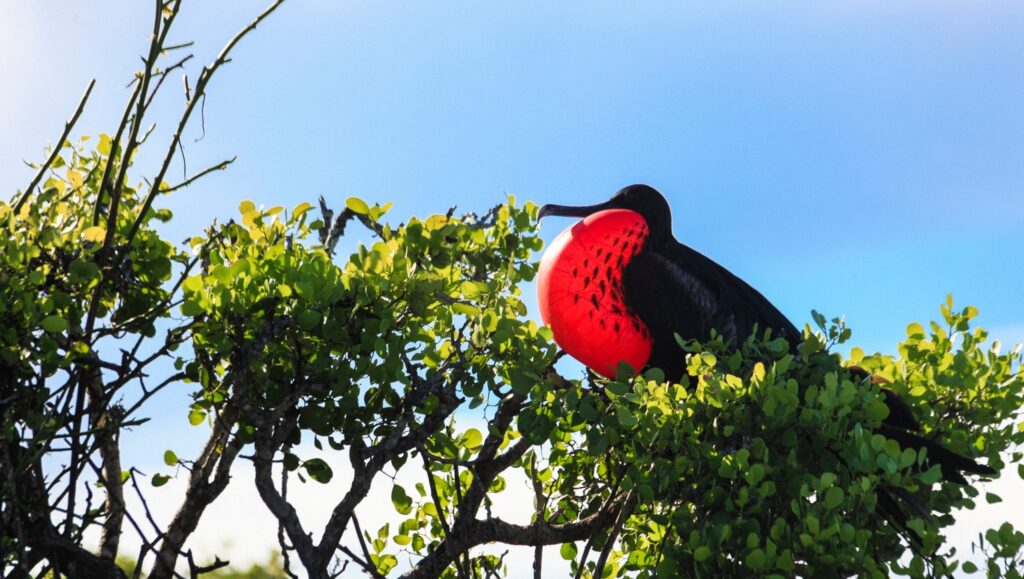 Male Frigatebird in the Galapagos