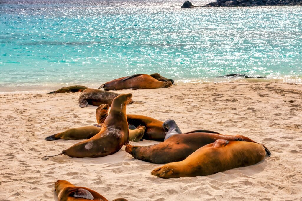 Sea Lions at San Cristobal