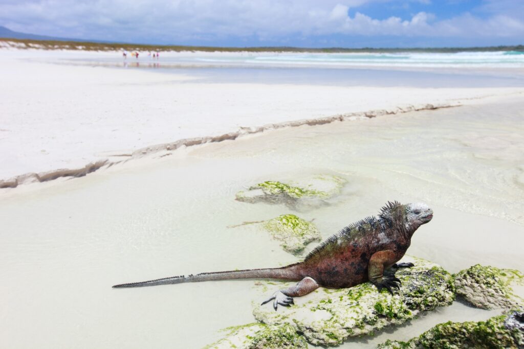 White beach of Tortuga Bay in Galapagos